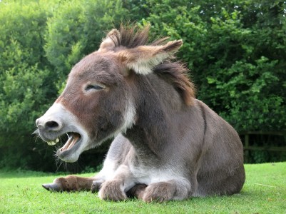 Donkey