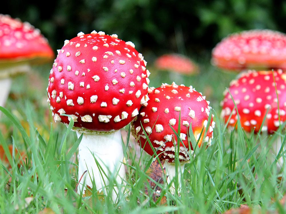 fly-agaric